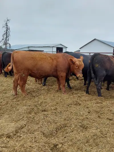 Angus bulls, View more
