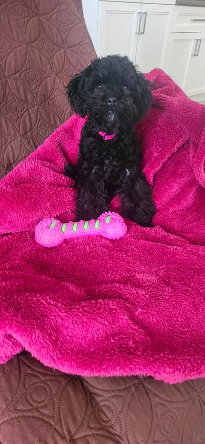 Une jeune et manifique petite caniche toy de 4lb elle a maintenant atteint sont poids adultes elle e...