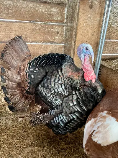 Hatched in May 2025. Located in Thessalon.