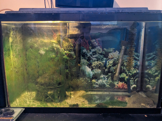 30 gal. aquarium in Accessories in Kingston