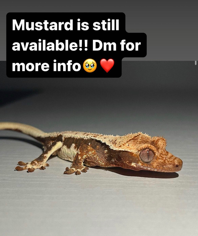 Crested gecko in Reptiles & Amphibians for Rehoming in London