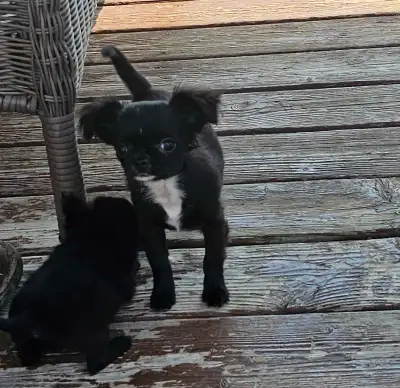 CKC reg. Chihuahua puppies, View more