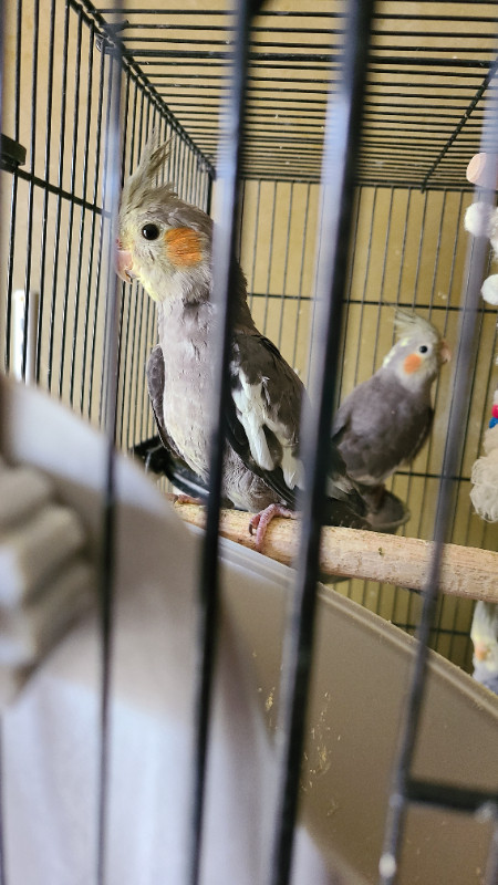 Grey Cockatiels - 16 weeks old in Birds for Rehoming in Calgary - Image 2