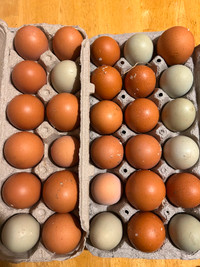 Fresh chicken eggs