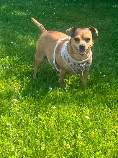 “Rooted in loyalty, wrapped in love —Meet Peaches, View more
