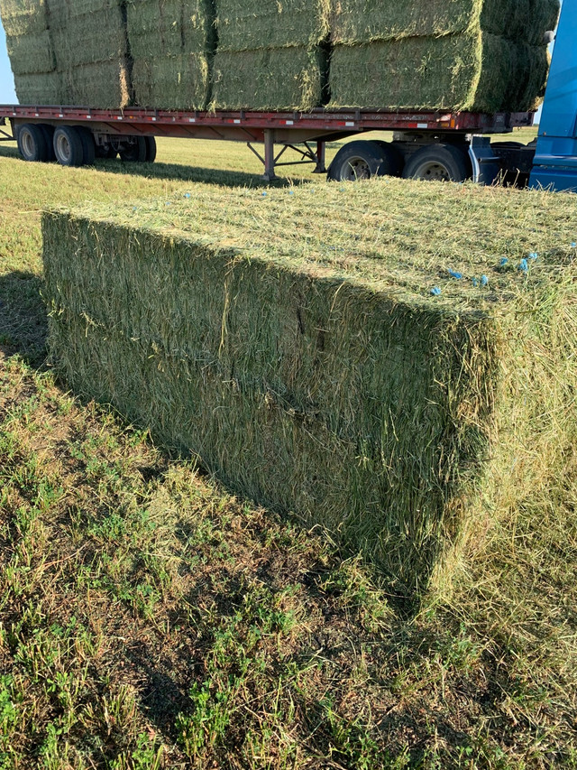 Hay for Sale in Livestock in Winnipeg