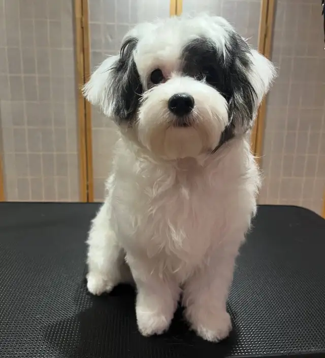 Dog groomer accepting new clients! Blossom Park/South Ottawa in Animal & Pet Services in Ottawa - Image 3