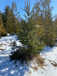 Manitoulin cedar/spruce/poplar/maple/oak trees for planting 