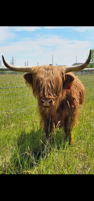 Herd Steer or Pet , View more