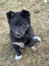 Border Collie Puppy for Sale VACCINATED