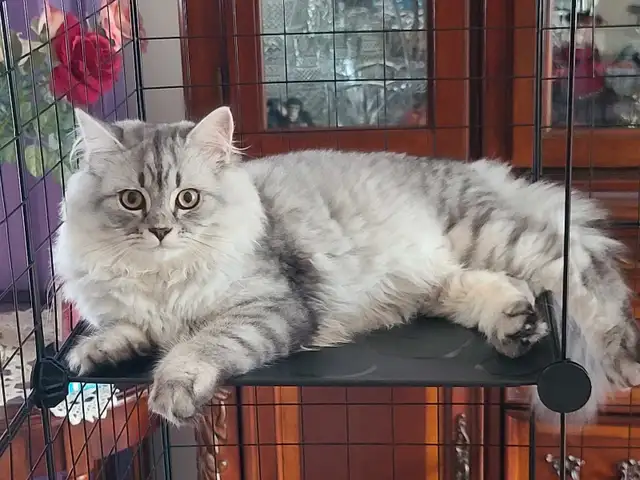 ❤️❤️ Purebred Scottish fold/straight kittens in Cats & Kittens for Rehoming in West Island - Image 4