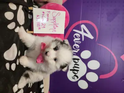 Our beautiful, healthy Shih Tzu puppies will be ready for adoption in two weeks. Visit our website t...