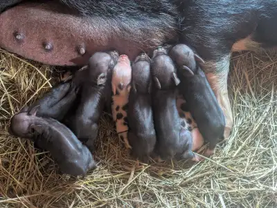 kune x pot belly cross piglets, View more