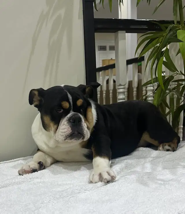 ENGLISH BULLDOGS PUPPY in Dogs & Puppies for Rehoming in Mississauga / Peel Region - Image 3