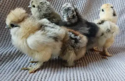 Purebred Silkie chicks, View more