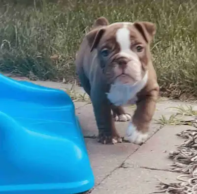 Female Bulldog puppy, View more