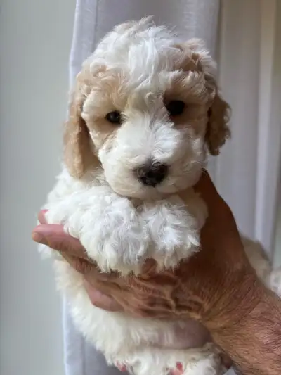 Caniche moyen (petit standard/royal) Poodle, View more