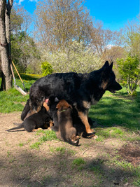 German Shepherd Puppies/Berger Allemand Chiots
