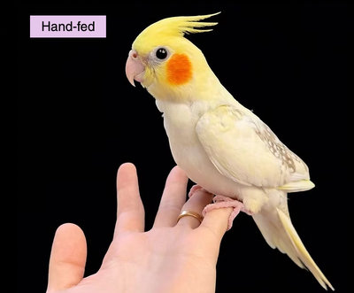 Lutino Pearl Cockatiel Baby sale at TT PETS, View more