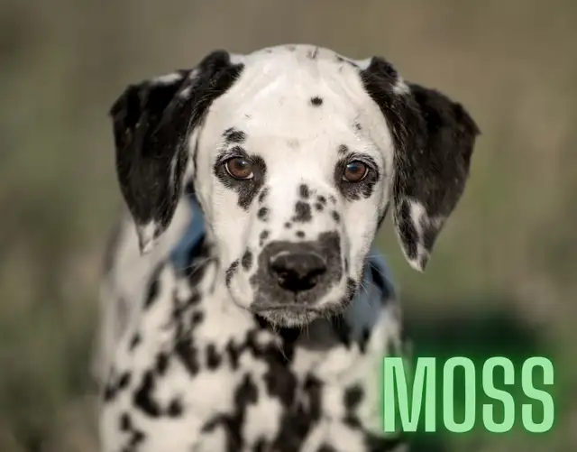 CKC Reg. Dalmatian Pups in Dogs & Puppies for Rehoming in Oakville / Halton Region - Image 3
