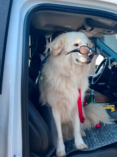 Great Pyrenees/Golden Lab puppy, 11 mos, medium-sized, View more