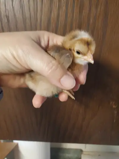Chicks for sale, View more