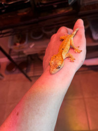 Baby crested gecko 