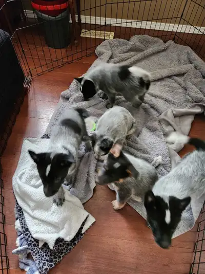 Purebred Australian Cattle Puppies, View more