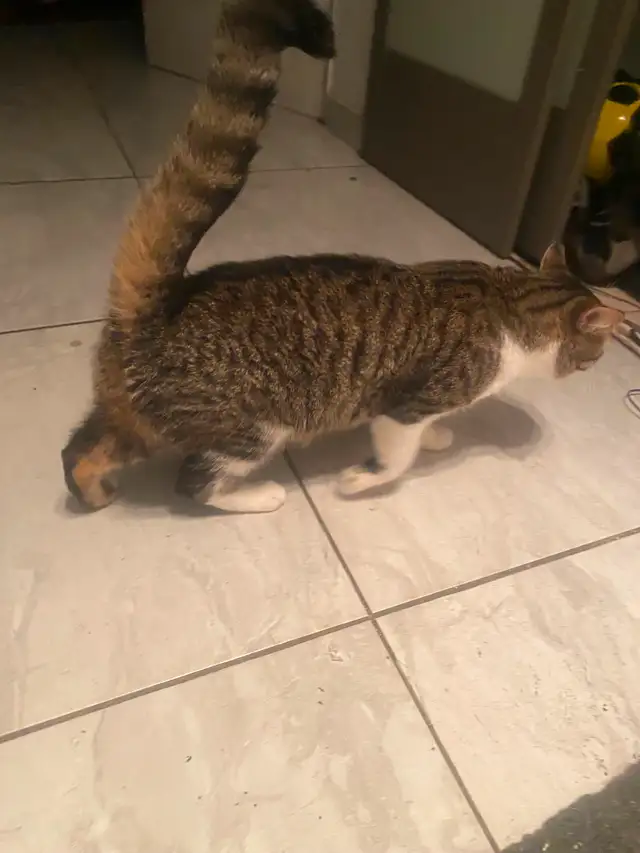 Chat  male in Cats & Kittens for Rehoming in City of Montréal - Image 3