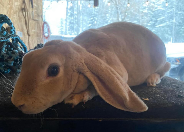 Rare Velveteen Lop Doe  in Small Animals for Rehoming in Quesnel