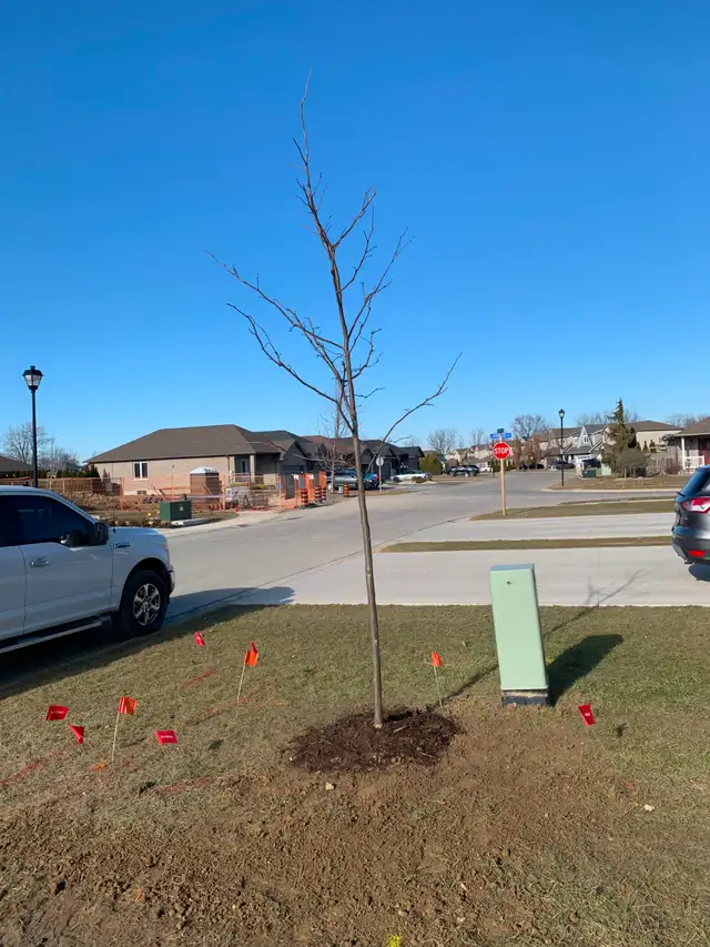 Ontario Grown Trees in Plants, Fertilizer & Soil in Chatham-Kent - Image 8