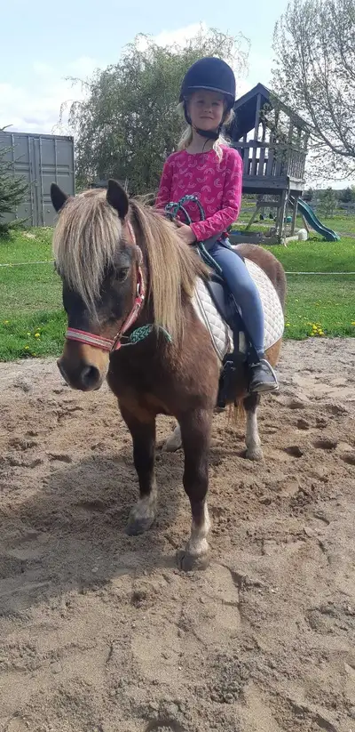 shetland pony for sale, View more