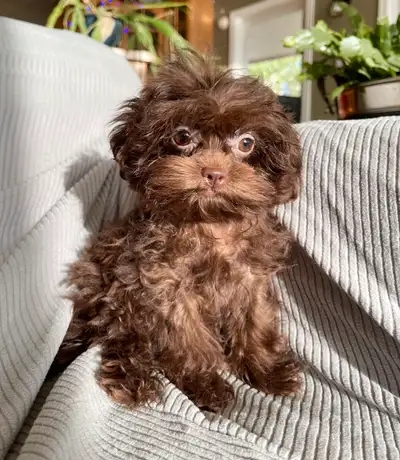 Shihpoo Girl Puppies!, View more