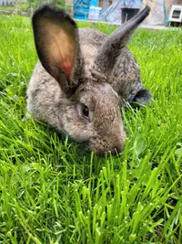 Sweet female rabbit looking for her new home