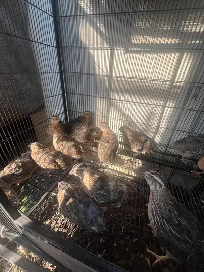 jumbo quail males for consumption , View more