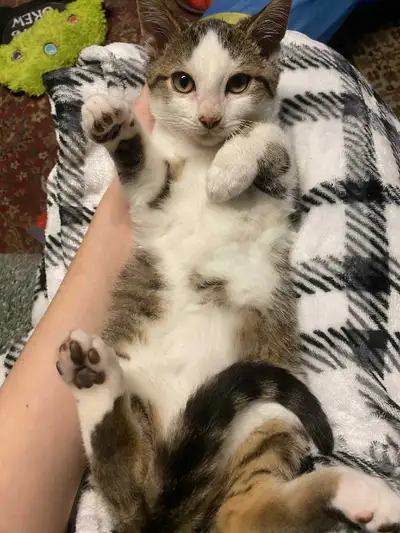 2 adorable kittens (just under a year old), View more