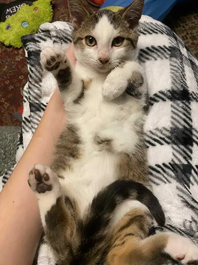 2 adorable kittens (just under a year old) in Cats & Kittens for Rehoming in North Bay - Image 2