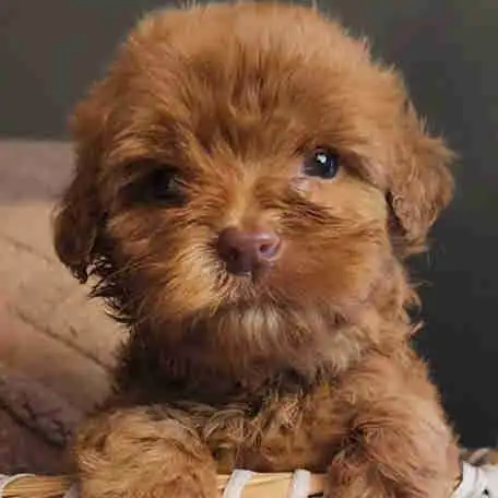 Prêts a partir *Whoodle Mini in Dogs & Puppies for Rehoming in West Island - Image 3