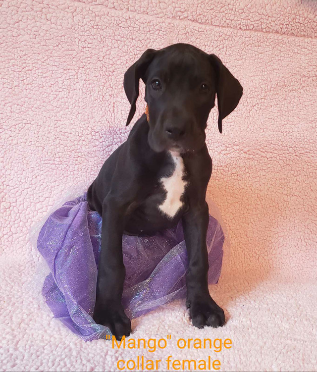 CKC Registered Great Dane Puppies in Dogs & Puppies for Rehoming in City of Toronto - Image 4