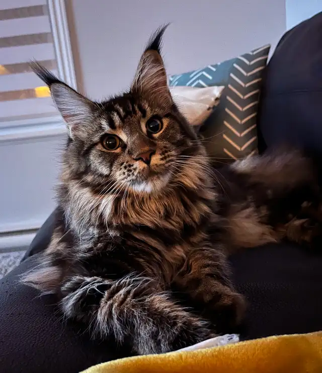 Maine Coon