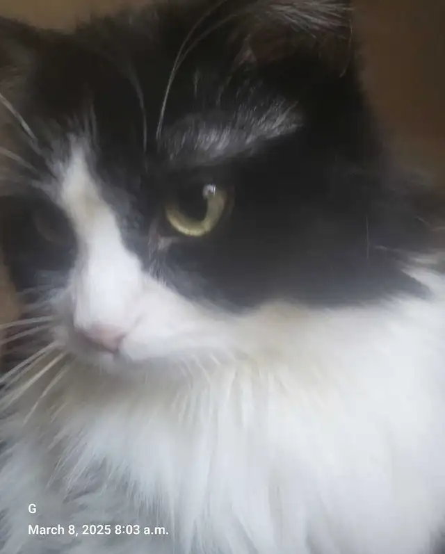 Missing female cat in Lost & Found in Edmonton - Image 6