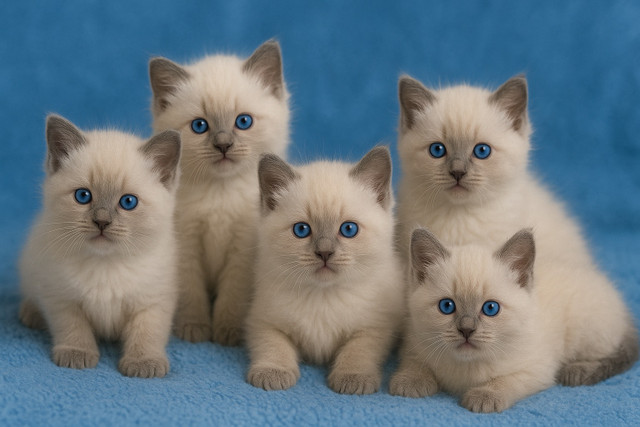 Chaton type Ragdoll dans Chats et chatons à adopter  à Lanaudière