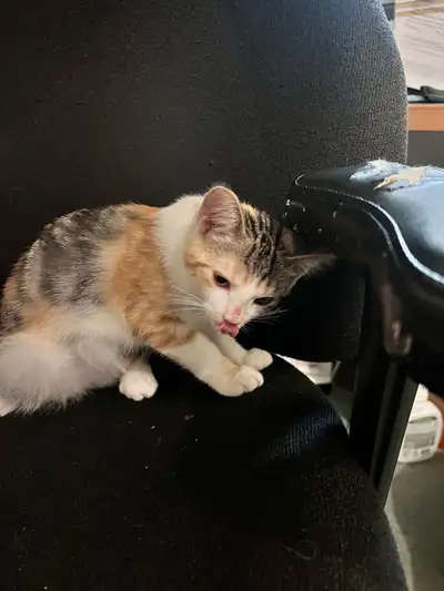  kitten for adoption, View more