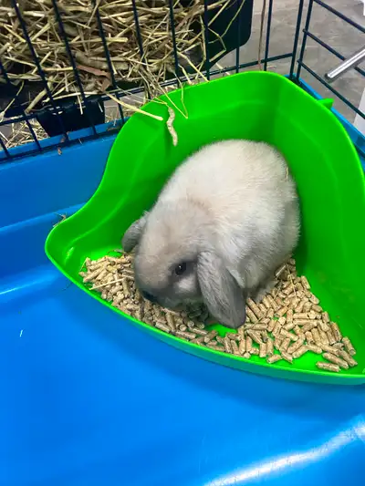 À vendre, Bébé lapin bélier hollandais né le 22 février 2025. Couleur pointes sable. Poids à l'âge a...