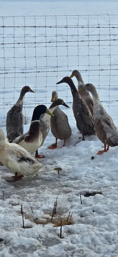 Indian Runner Duck Fertilized Eggs For Sale, View more