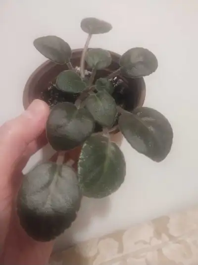 Potted in 3 inch.
