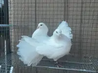 Pure white fantail Pigeons