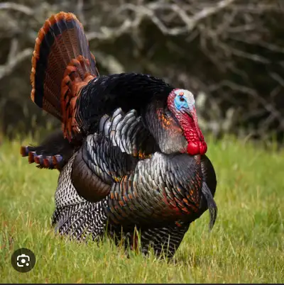 LF land to turkey hunt between Lansdowne and gananoque, View more