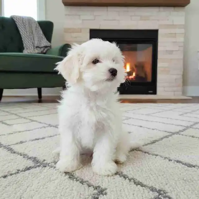 Tiny Malshi in Dogs & Puppies for Rehoming in Windsor Region - Image 2