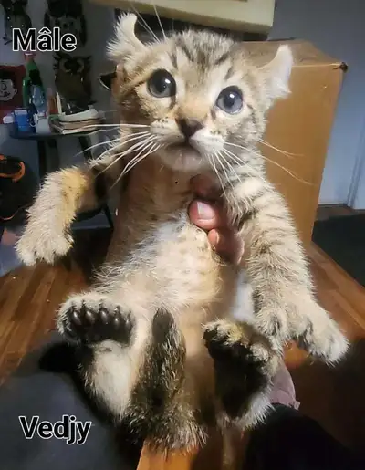chaton hyland lynx entre 2 mois et 5mois, View more